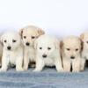 Yellow Labrador Retriever Puppies For Sale