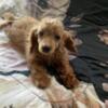 CKC red toy poodle male 650