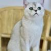 TICA Registered Cattery, Pure-Bred British Shorthair Male Tommy  Kitten For Sale