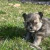 Purebred Pomeranian for sale-Josie