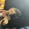 Beautiful pug female ready for forever home