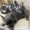 Blue Tan and Merle Frenchie puppies ready for their forever home