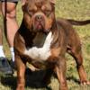 Chocolate tri male open for stud
