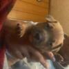 4 weeks old will be available in 2-4 weeks after shots Game dogs APBT