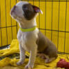 Lilly is a very sweet little female red & white Boston Terrier puppy.