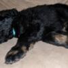 Male doodle puppy available 5/27