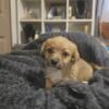 Chi-poo Puppies.  1/2 Poodle and 1/2 Chihuahua.  Small.  Healthy,