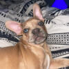 Frenchie male puppy 4 months old