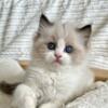 beautiful Ragdoll kitten