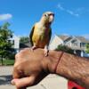 Conures for summer sale