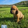 Bloodhound Puppies Born March 18th