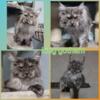 Mainecoon stud available in our safe clean cattery