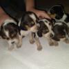 Beagle puppies for sale. 4 males and 5 females available