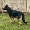Proven GSD female 2 years old