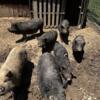 American Guinea Hogs Available