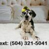 Gorgeous pure bred Great Dane Puppies will be available on May 18th $600