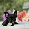 Fluffy French bulldogs puppies Tampa area
