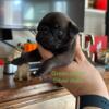 Pug puppies silver fawn