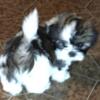 Shih Tzu Puppies / Registered Full blooded Gorgeous thick  coats