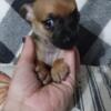 Chihuahua puppy Cody