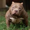 American Bully Micro Stud Services