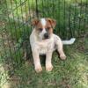 9 week old blue and red heeler puppies for sale in Kentucky