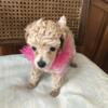 FOR SALE AKC POODLE  PUPPIES