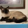 Snowshoe/Seal and Blue Point/Ragdoll cats