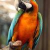 Harlequin Macaw Rehome