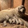 Great Pyrenees Puppies Born Today!
