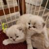For sale-Himalayan Kittens