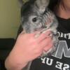 2 female chinchillas for sale MUST STAY TOGETHER