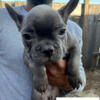 Frenchie puppies at an unbeatable price
