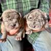 English Bulldog /English Mastiff Puppies for Sale