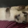 Sealpoint and Lynx female kittens for sale