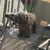 Toy poodle female needing new home