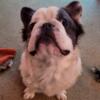 Fluffy French Bulldog for Rehoming