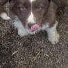 Pure Bred Border Collie puppy located in Pierceton Indiana