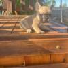 Gorgeous short stocky AKC French bulldogs colored and Merle