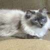 Ragdoll Adult mitted blue mitted