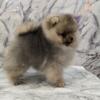 AKC CH Sired Pomeranian Puppy ~Scooby