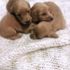 New pics AKC miniature dachshund puppies 3 males left