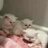 Persian kittens need homesick