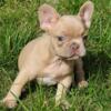 $3,200 Isabella Merle Patch - beautiful French Bulldog puppy for sale.