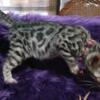 Silver Female bengal kitten available