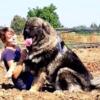 LSD great livestock dogs and family protectors