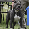 PROVEN CHAMPION BLUE AMERICAN BULLY STUD ABKC/UKC/CBKC - HEALTH TESTED & SHOW QUALITY