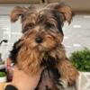 Healthy Yorkshire Terriers. (MSG 