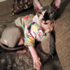 Sphynx female for sale