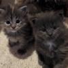 CFA Maine Coon kittens